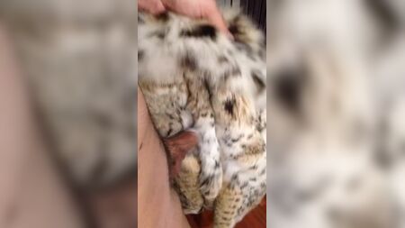 Lynx fur coat rub