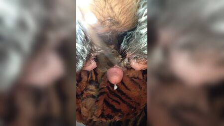 cum on fur
