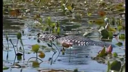 Talita brandao 8 (anal)