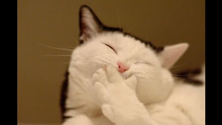 Смешные коты | Подборка за неделю #12 | Котопятница