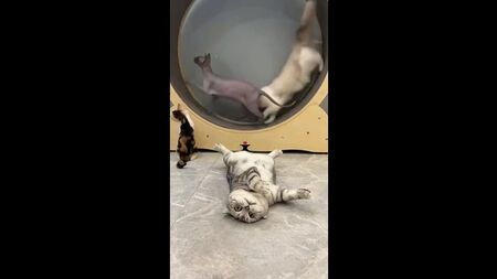 Мне этот мир абсолютно понятен, и я в нем ищу только одного - покоя, умиротворения….