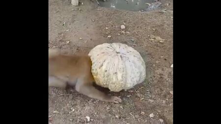 Умные собачки