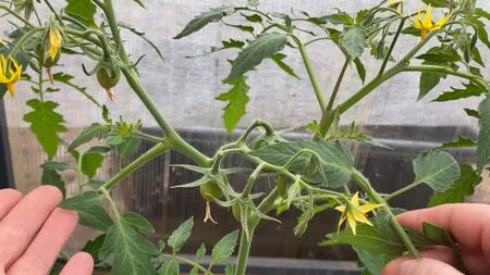 [Урожайный огород] НЕ ДЕЛАЙТЕ ГЛУПОСТЕЙ ПРИ ФОРМИРОВКЕ НИЗКОРОСЛЫХ ТОМАТОВ!