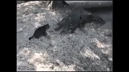 ПРИКОЛЫ ЖИВОТНЫЕ СМЕШНОЕ ВИДЕО милый щеночек)