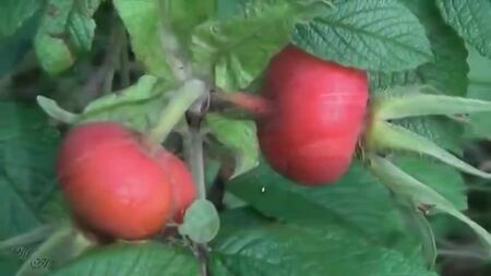 Прогулка в лесу. Эрнесто Кортазар - Воспоминание. Ernesto Cortazar - Remembrance